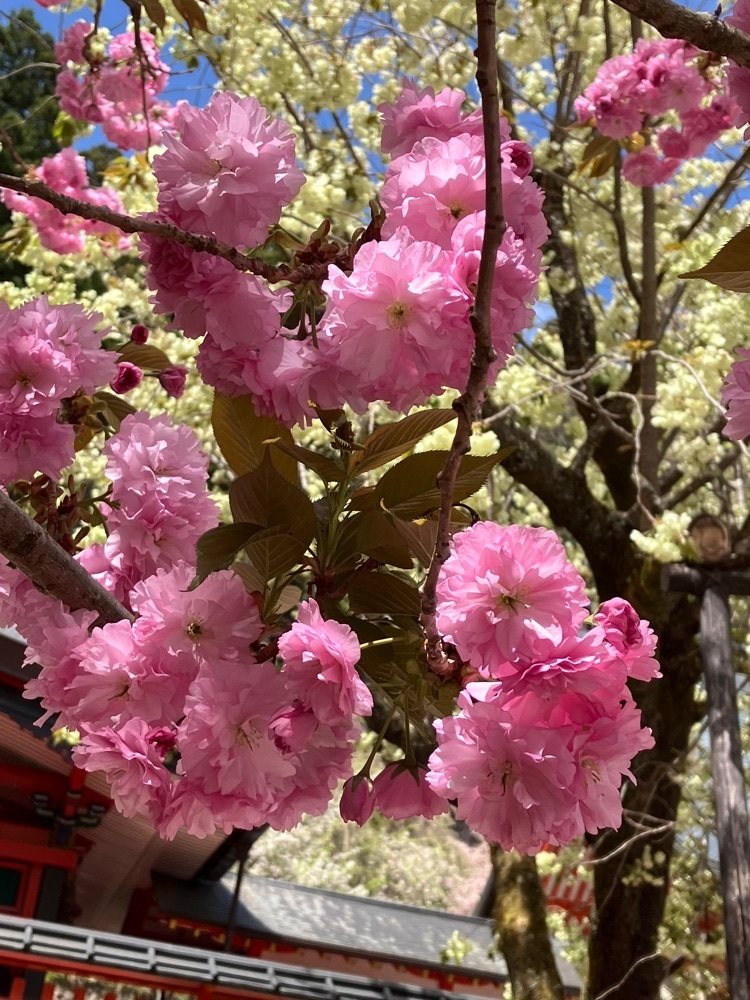 Nさんが投稿した金桜神社の桜に関する口コミの画像