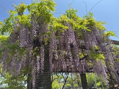 福岡城趾