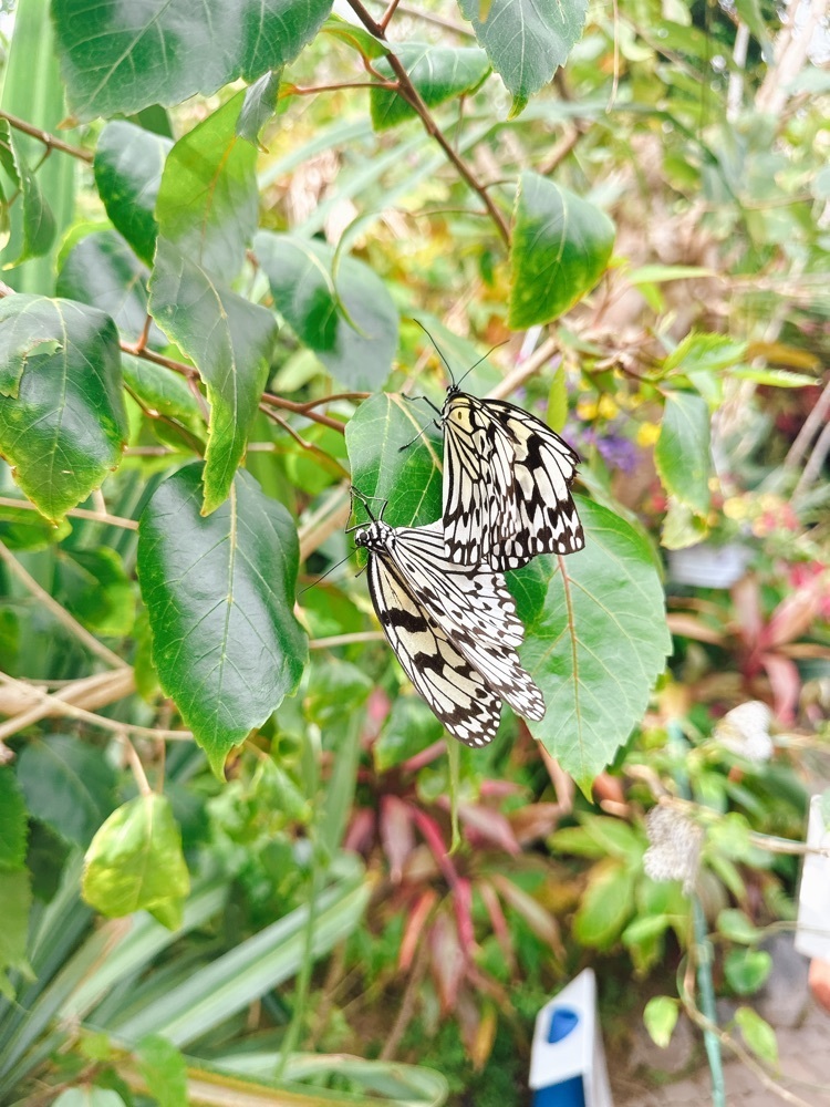 stealthさんが投稿した昆陽池公園に関する口コミの画像