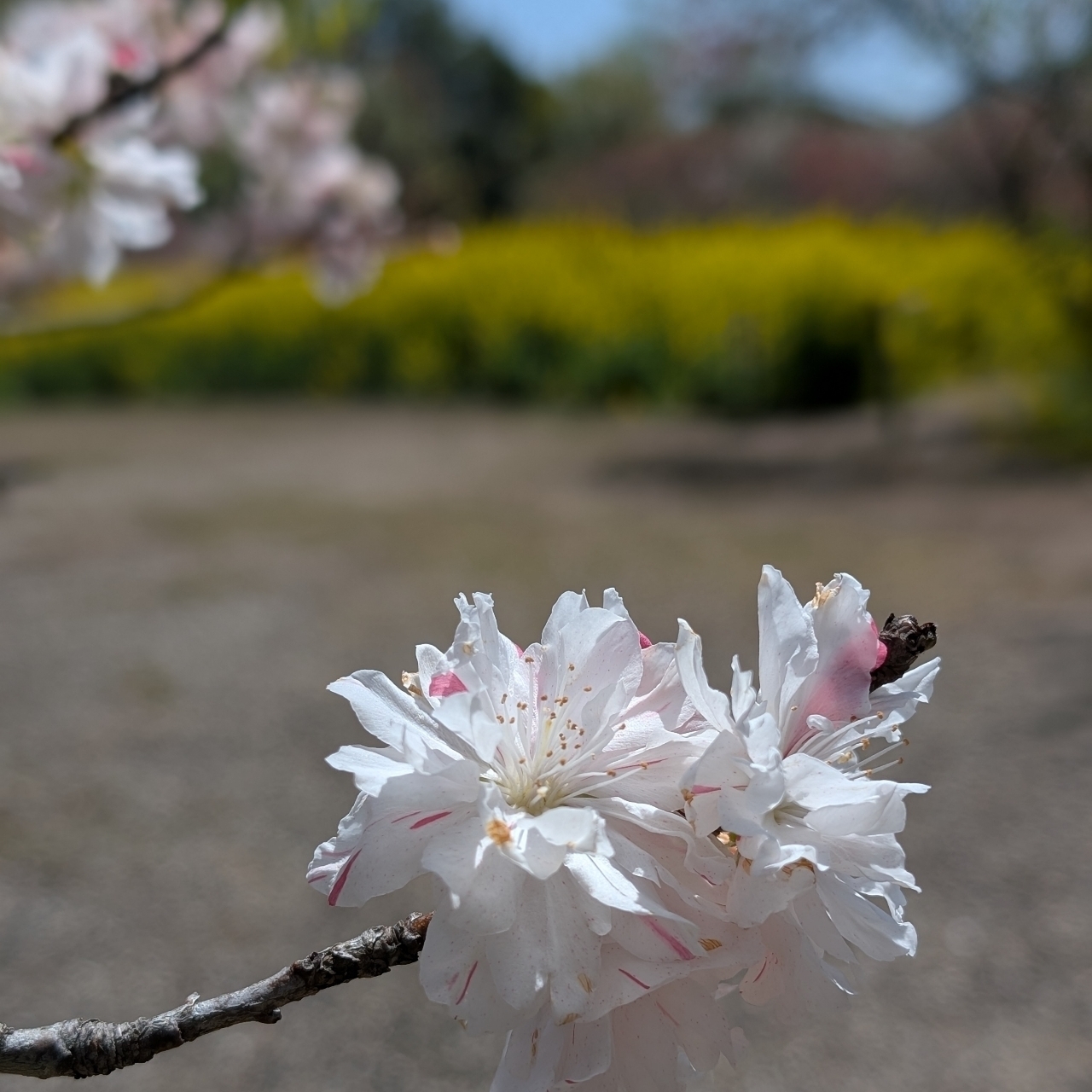 ぬっくさんが投稿した三重県営サンアリーナに関する口コミの画像