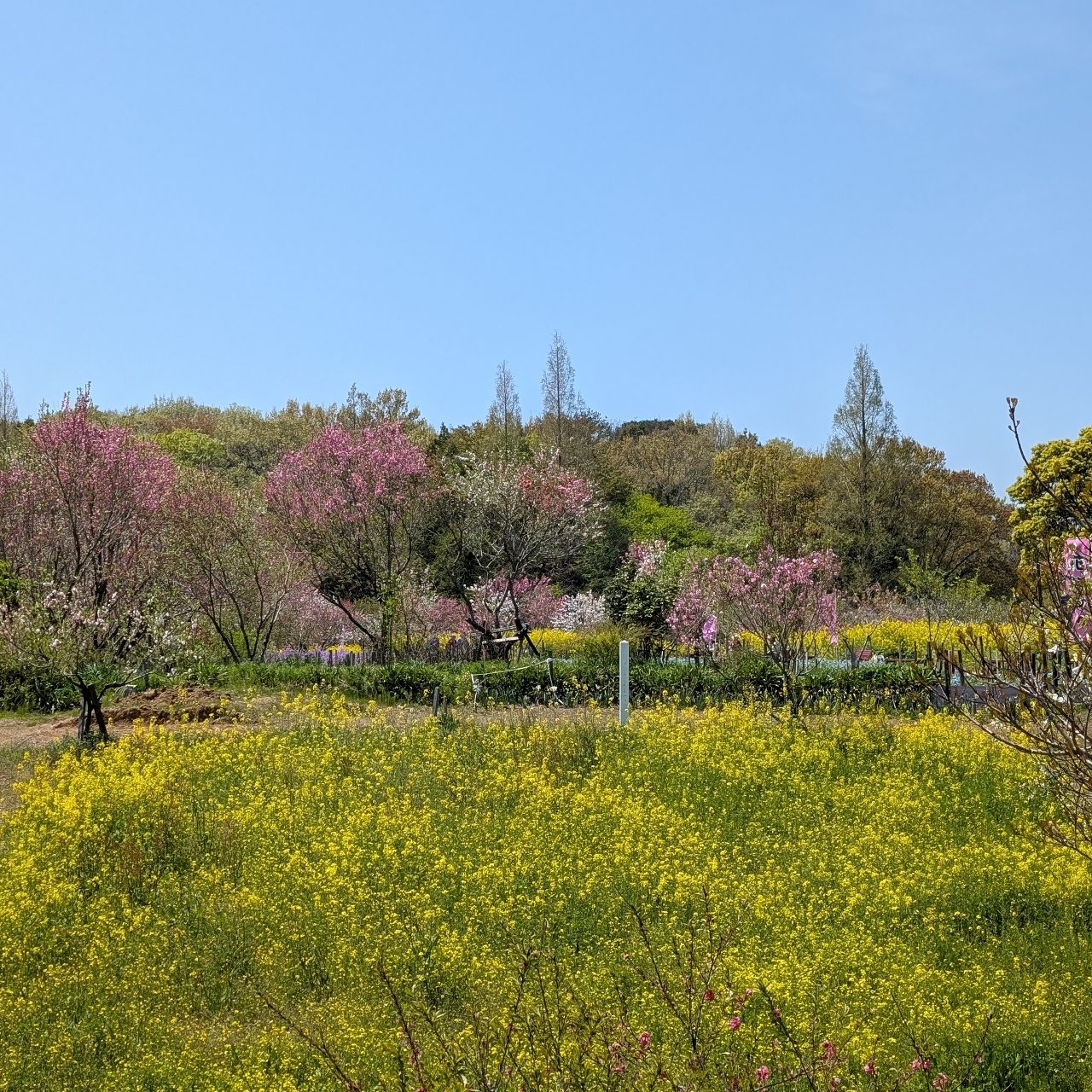 ぬっくさんが投稿した三重県営サンアリーナに関する口コミの画像