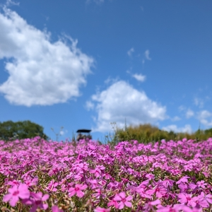 市貝町芝ざくら公園