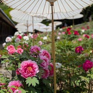 長谷寺の牡丹