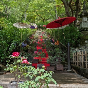 長谷寺の牡丹