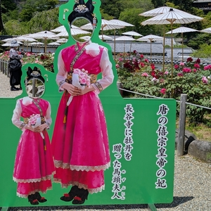 長谷寺の牡丹