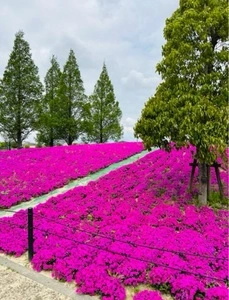 三ツ又池公園