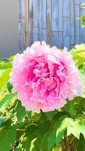箭弓稲荷神社のぼたん