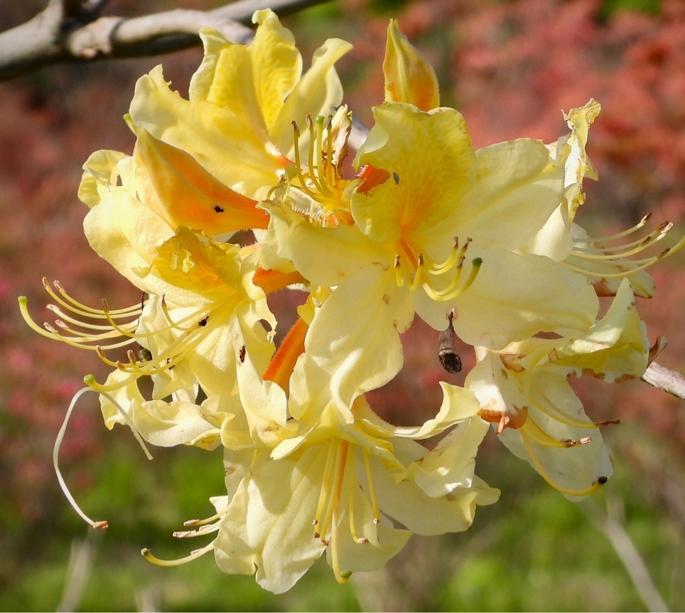 calm_gift_1030さんが投稿した長峰公園（栃木県矢板市）に関する口コミの画像