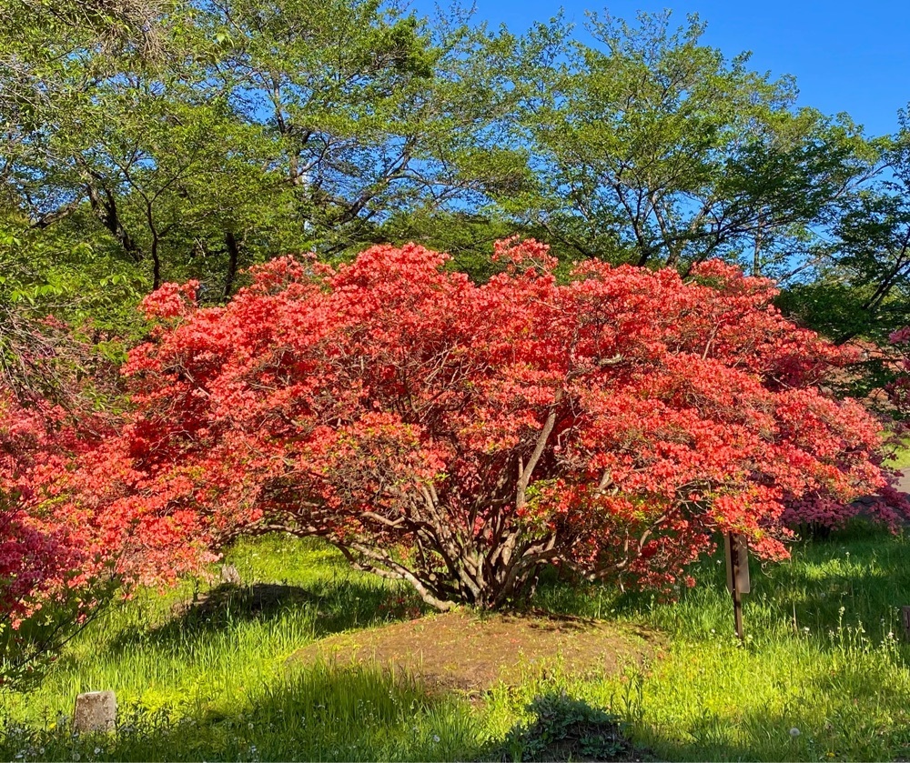calm_gift_1030さんが投稿した長峰公園（栃木県矢板市）に関する口コミの画像