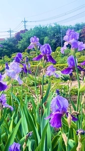 箭弓稲荷神社のぼたん