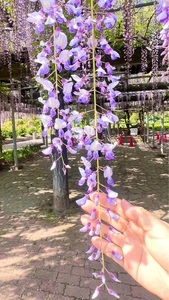 箭弓稲荷神社のぼたん