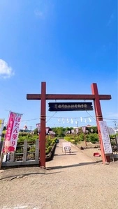 箭弓稲荷神社のぼたん
