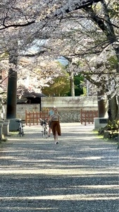 冨士御室浅間神社の桜