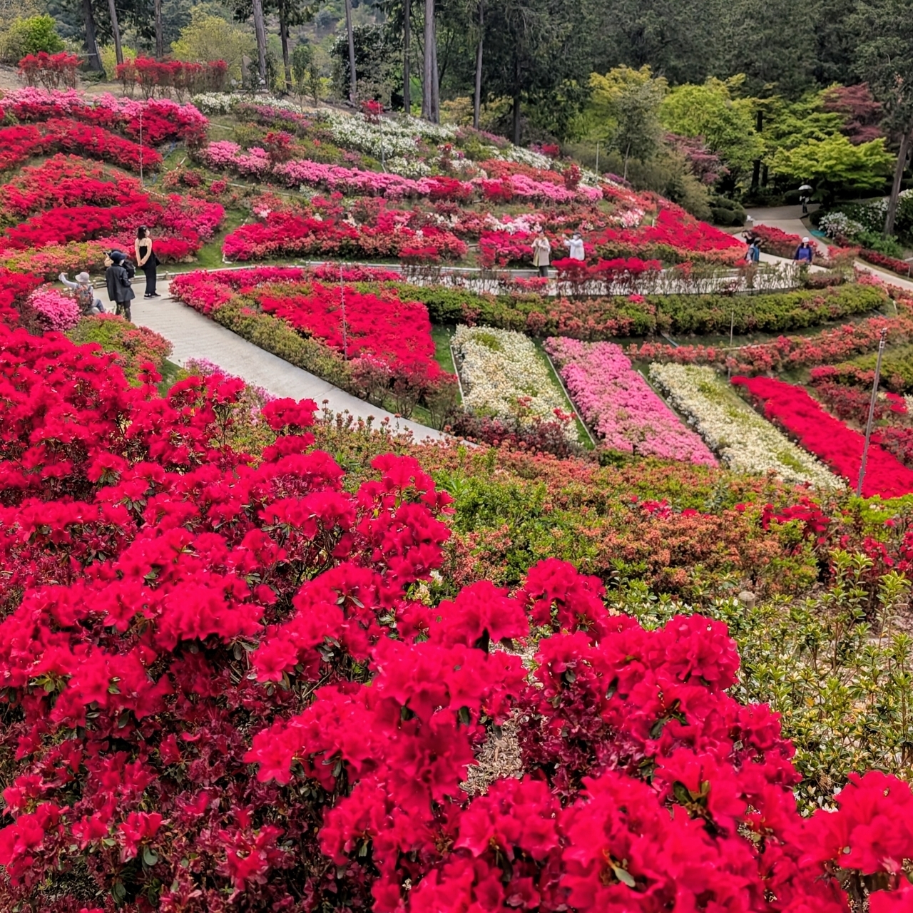 ぬっくさんが投稿した三室戸寺庭園に関する口コミの画像