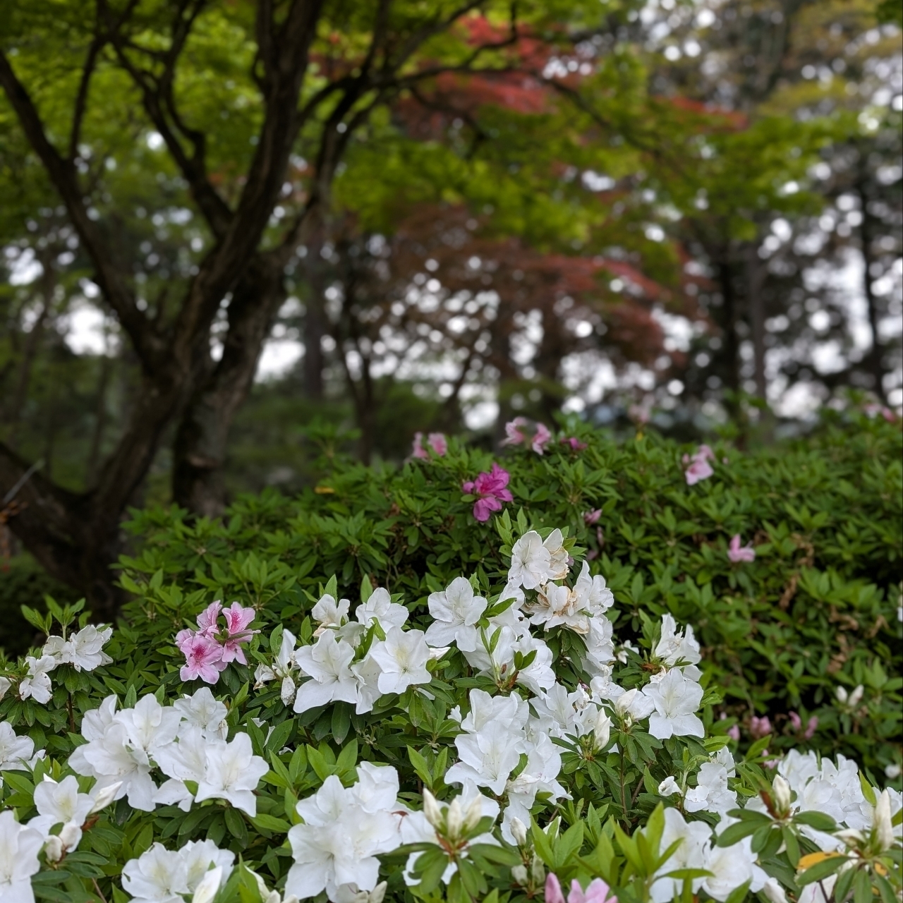 ぬっくさんが投稿した三室戸寺庭園に関する口コミの画像