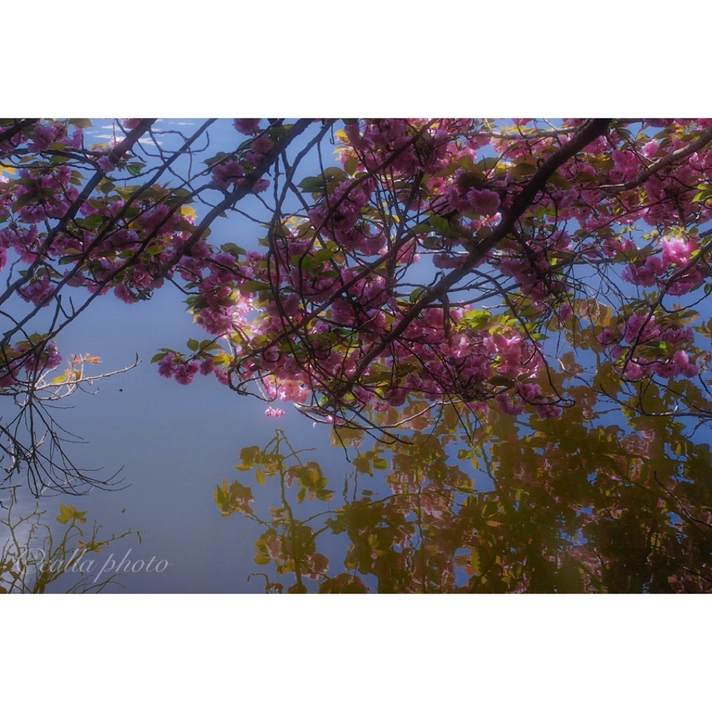 urban_garden_243aさんが投稿した日野川ダムに関する口コミの画像