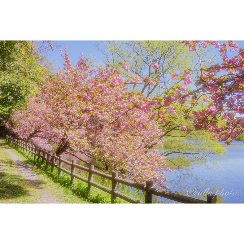 urban_garden_243aさんが投稿した日野川ダムに関する口コミの画像