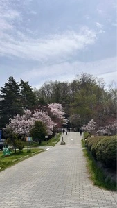 天神藤