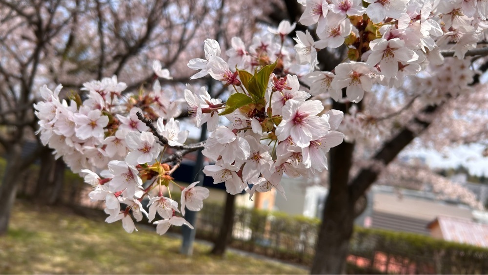 マサぴょんさんが投稿した天神藤に関する口コミの画像