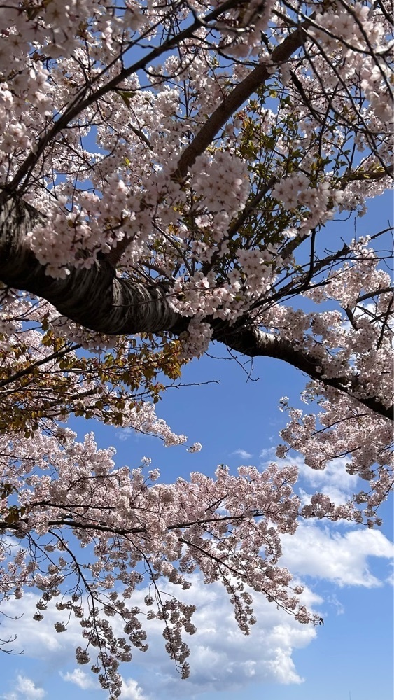マサぴょんさんが投稿した天神藤に関する口コミの画像