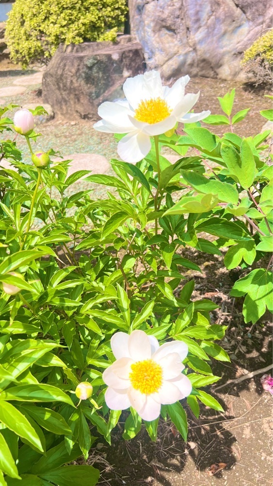 miiさんが投稿した正法寺（埼玉県越生町）に関する口コミの画像