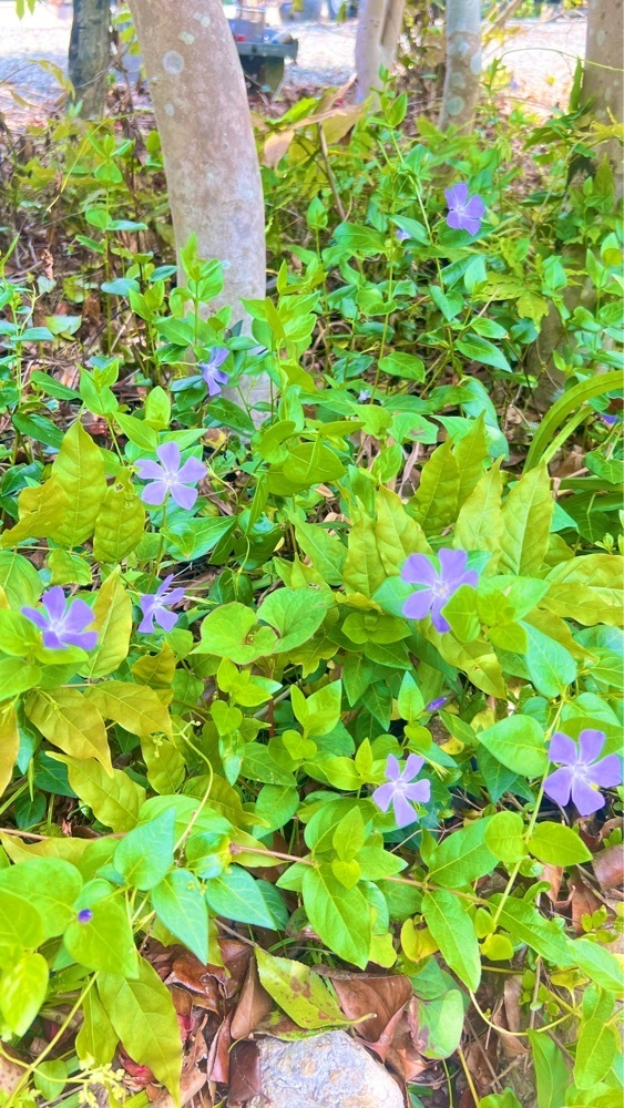 miiさんが投稿した正法寺（埼玉県越生町）に関する口コミの画像