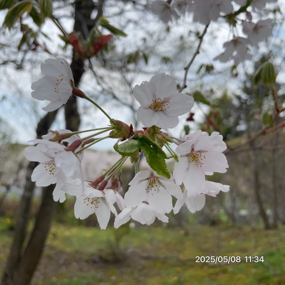 by marco2さんが投稿した戸田記念墓地公園に関する口コミの画像