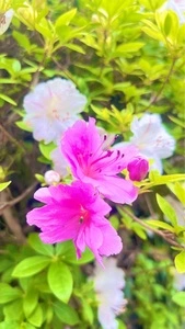 黒山三滝
