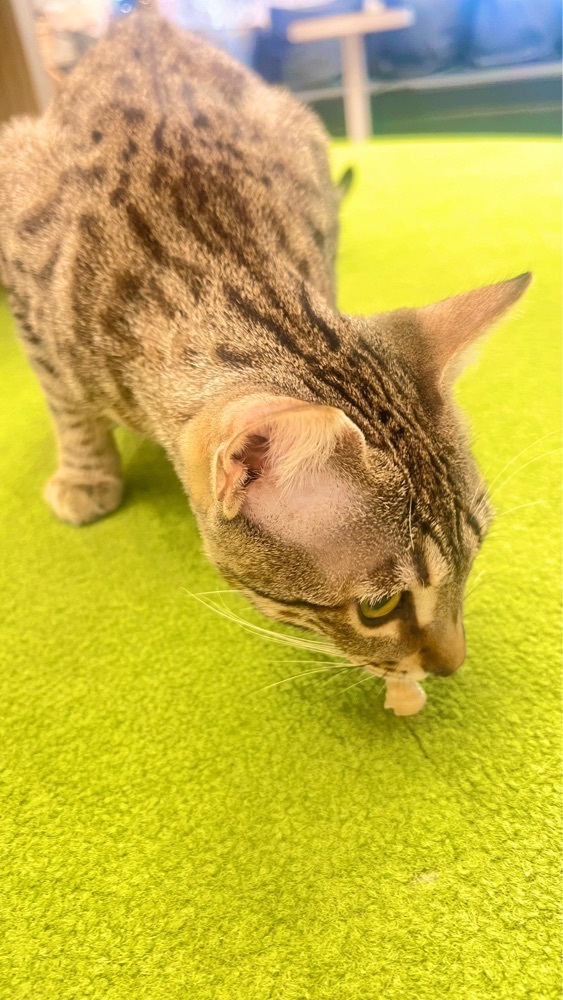 miiさんが投稿した猫カフェ MOCHA アルシェ大宮店に関する口コミの画像