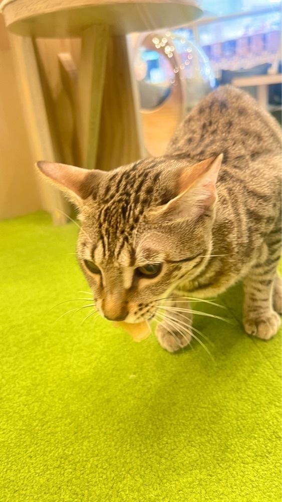 miiさんが投稿した猫カフェ MOCHA アルシェ大宮店に関する口コミの画像