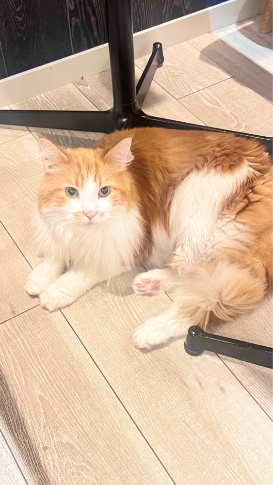 miiさんが投稿した猫カフェ MOCHA アルシェ大宮店に関する口コミの画像