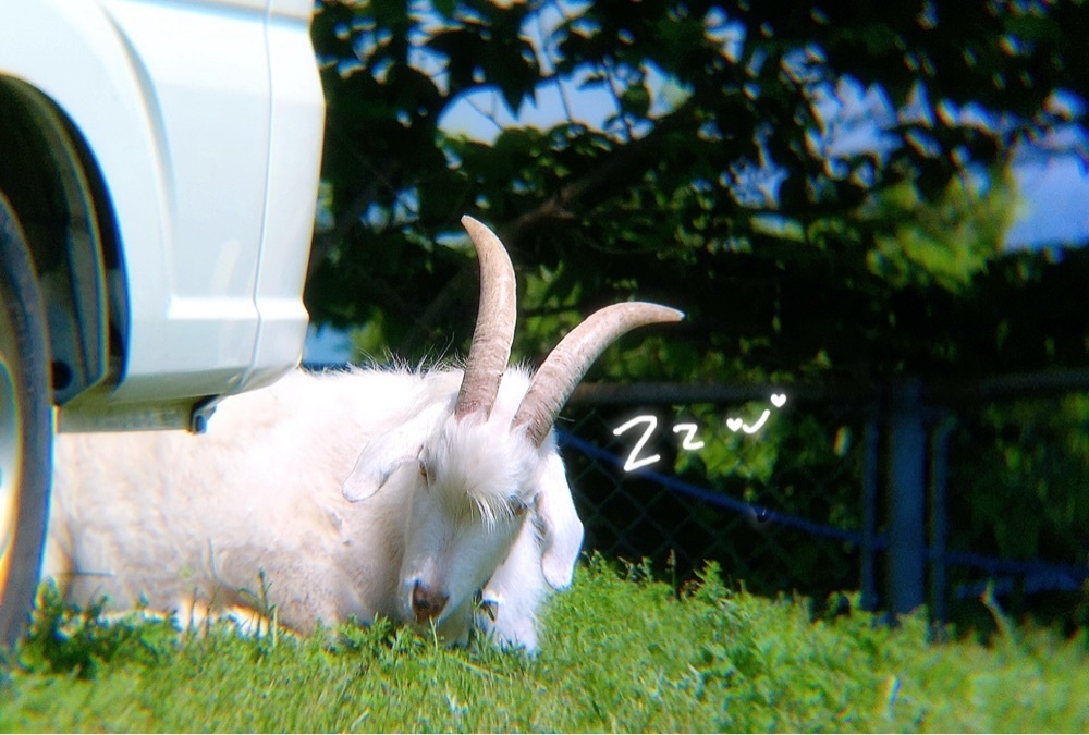 兎きちさんが投稿した日向市に関する口コミの画像