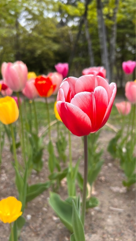 マサぴょんさんが投稿した月寒公園パークライフセンターに関する口コミの画像