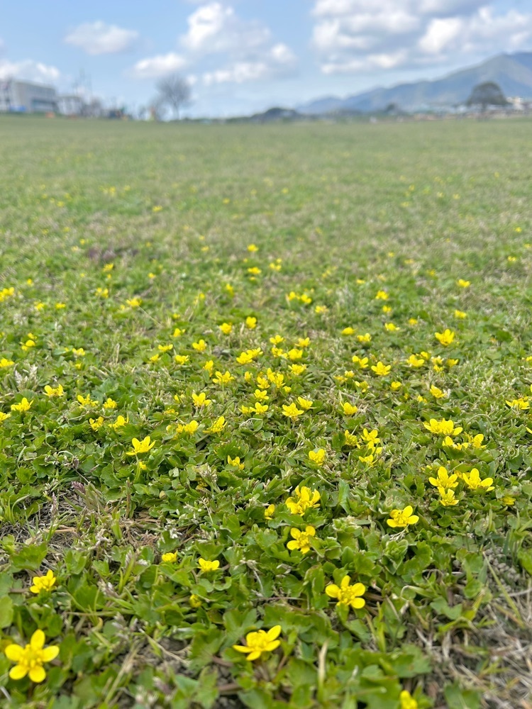 ま̤̮き̤̮さんが投稿した直方市役所に関する口コミの画像