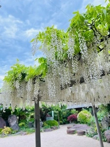 吉祥寺の藤