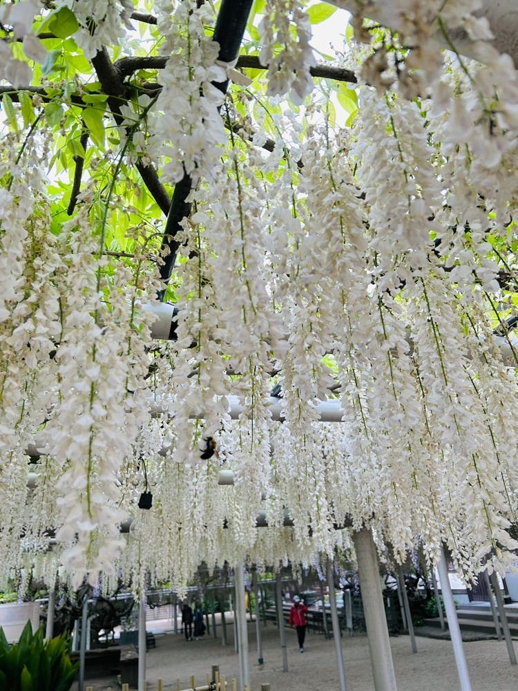 ま̤̮き̤̮さんが投稿した吉祥寺の藤に関する口コミの画像