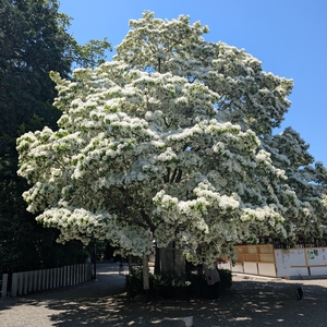 沙沙貴神社