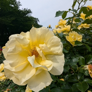 与野公園