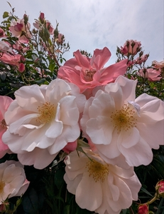 与野公園