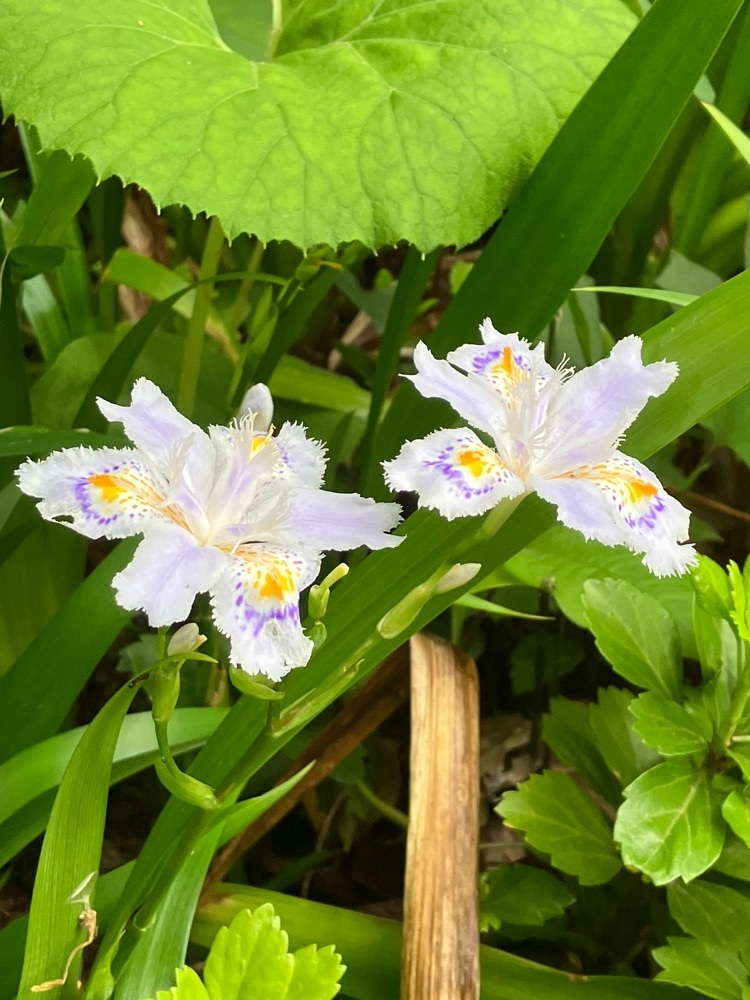 Nさんが投稿した珈琲とごちそうに関する口コミの画像