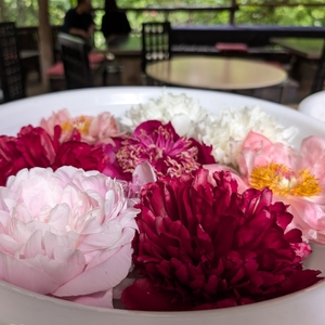 つくば牡丹園PeonyGardenTokyoinTsukuba