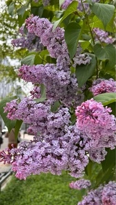 大通公園のライラック
