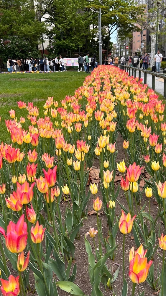 マサぴょんさんが投稿した大通公園のライラックに関する口コミの画像