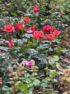 広見公園