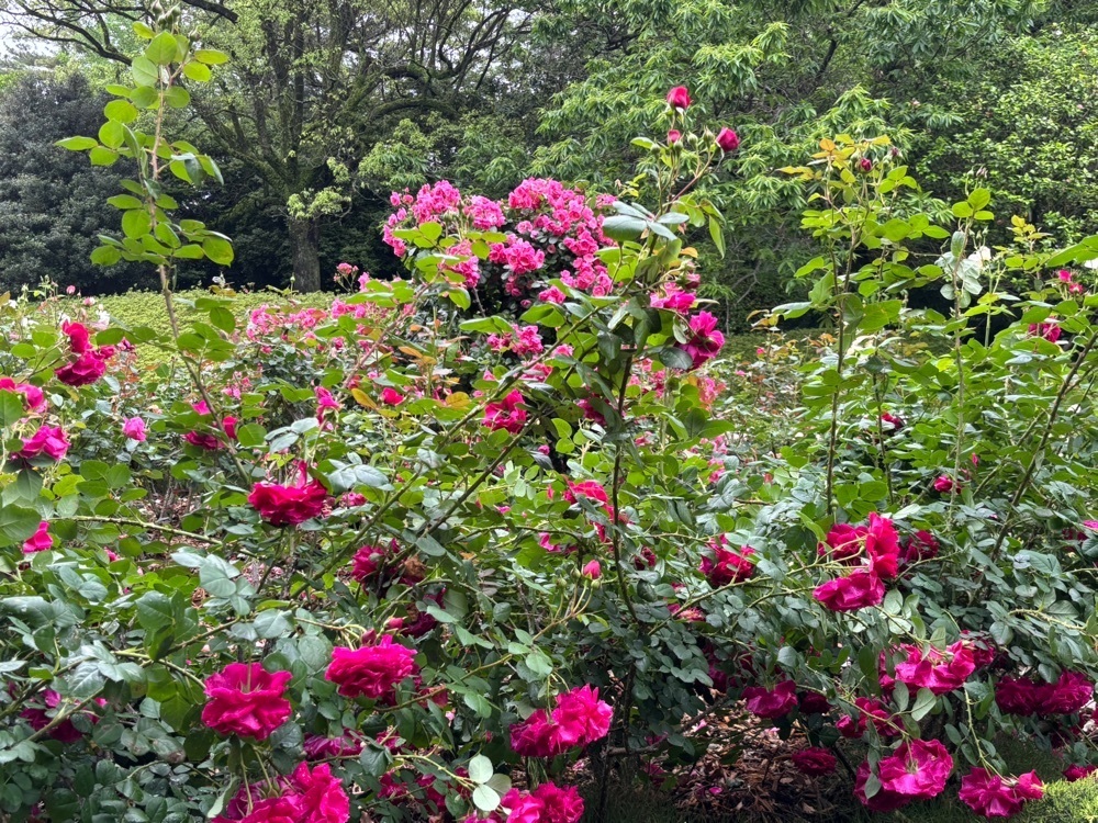 ぱっつんさんが投稿した広見公園に関する口コミの画像