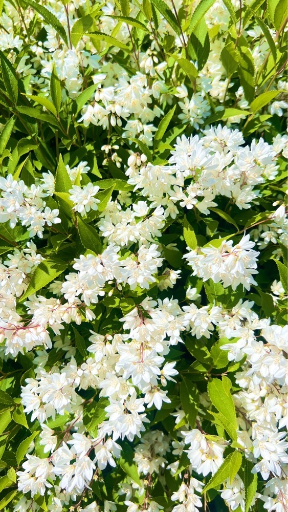 miiさんが投稿した光栄寺に関する口コミの画像
