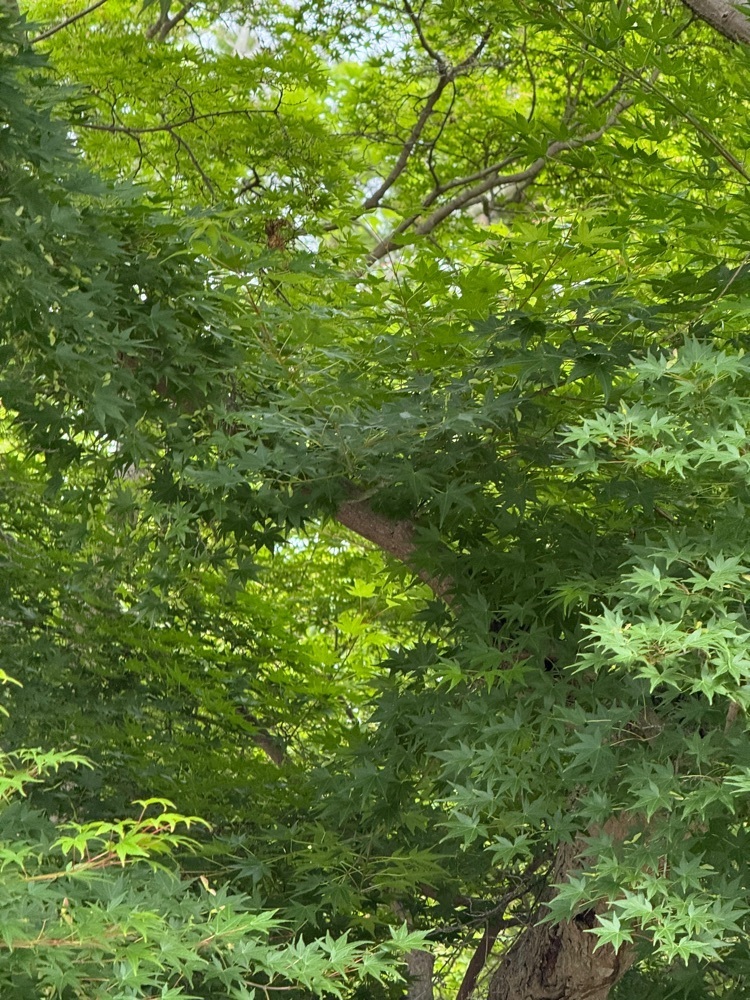 beautiful_garden_e784さんが投稿した春日大社国宝殿に関する口コミの画像