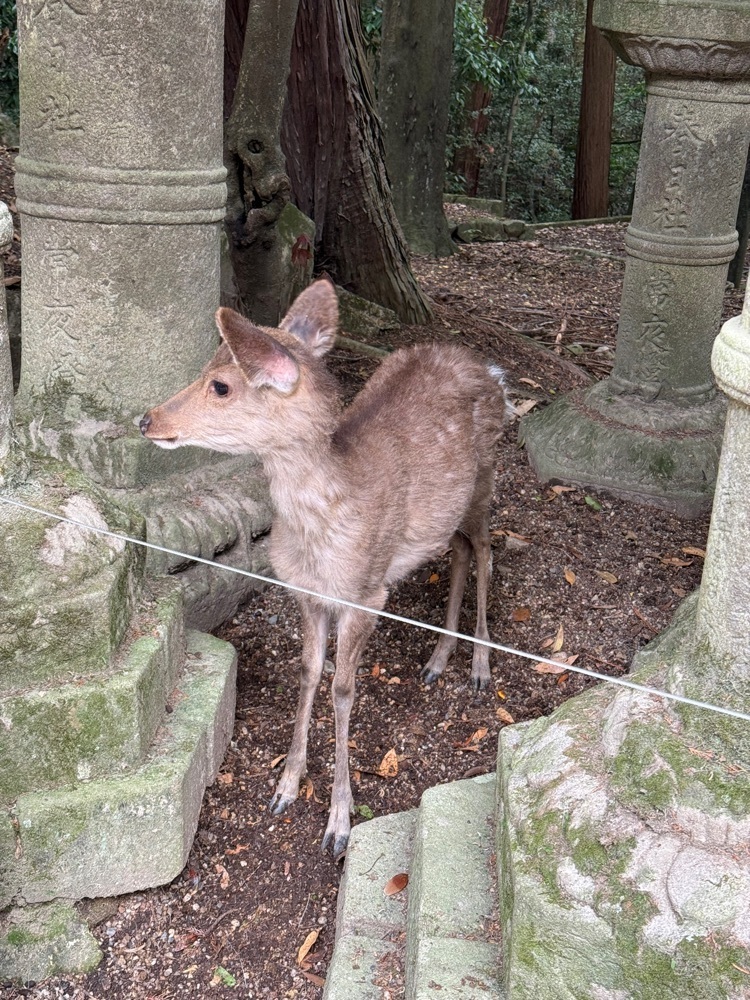 beautiful_garden_e784さんが投稿した春日大社国宝殿に関する口コミの画像
