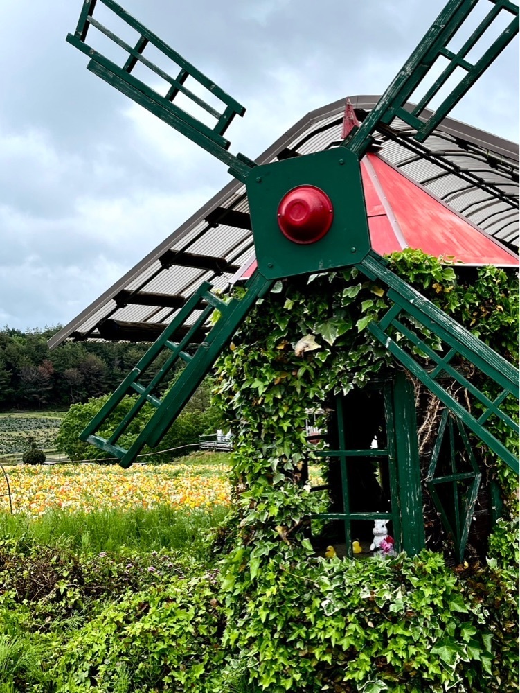 みぃさんが投稿した香山ラベンダーの丘に関する口コミの画像