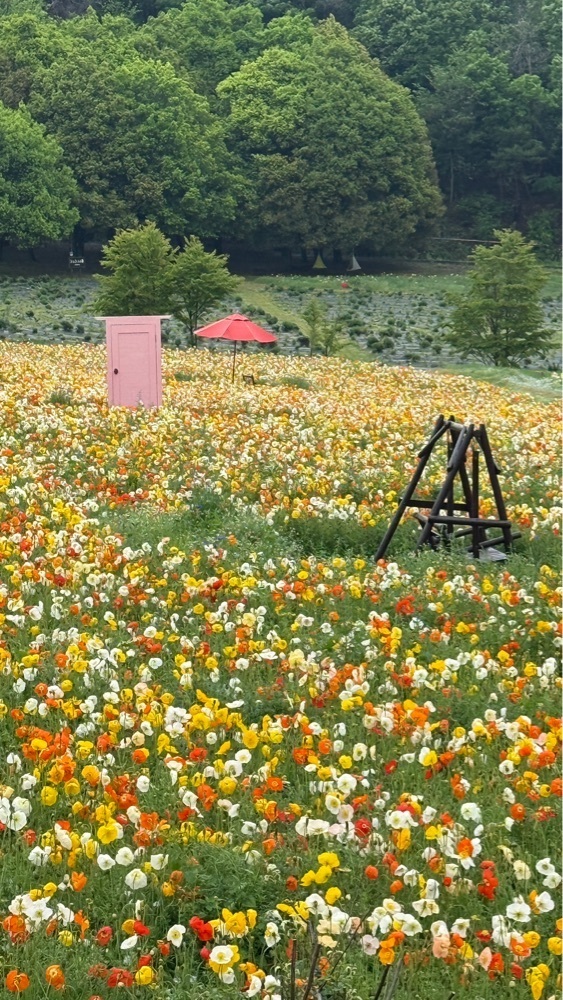 みぃさんが投稿した香山ラベンダーの丘に関する口コミの画像